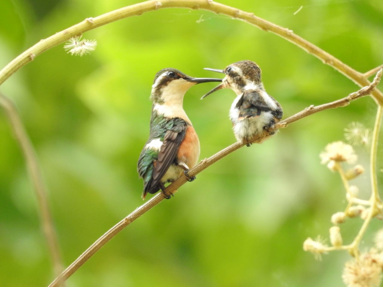 Nuevos nidos de la Estrellita Esmeraldeña